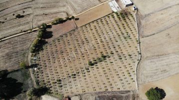 Samsun Vezirköprü'de 17.5 Dönüm 600 Ağaçlı Ceviz Bahçesi Satılık