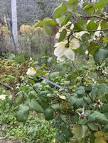 Bahadınlıda Satılık Zeytinlik