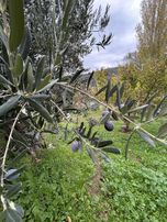 Bahadınlıda Satılık Zeytinlik