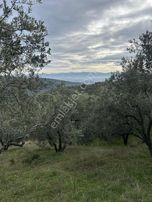 Sancaktan Şok Fiyata Satılık Zeytinlik