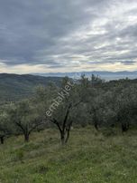 Sancaktan Şok Fiyata Satılık Zeytinlik