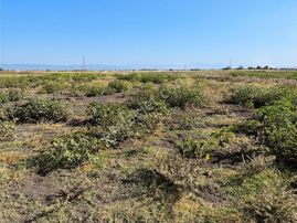 Karacabey Seyranda Tek Tapu Ana Yolun Yanında 2500 M2 Tarla