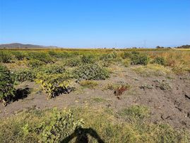 Karacabey Seyranda Tek Tapu Ana Yolun Yanında 2500 M2 Tarla