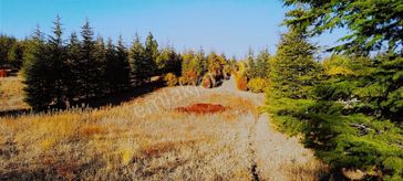 Gölbaşı Karaalide Etrafı Çamlarla Çevrili 5668 M2 Satılık Tarla