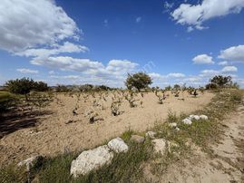 İncesu Süksün Cumhuriyet Tek Tapu Cephe Satılık 1533 M² Bağ