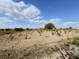 İncesu Süksün Cumhuriyet Tek Tapu Cephe Satılık 1533 M² Bağ