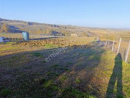 Kandıra Kırkarmut Da 6932 M2 Verimli Tarım Arazisi