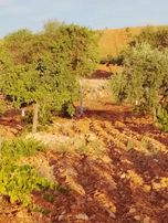 Sahibinden Bilek Mahallesinde Muhteşem Bir