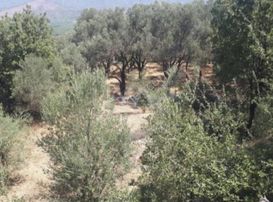 Muğlaya 15 Dakika Uzaklıktaki Yeşilyurtta En Ucuz Düz Arazi