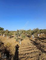 Asfalta Sıfır Satılık Fırsat Tarla