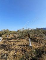 Asfalta Sıfır Satılık Fırsat Tarla