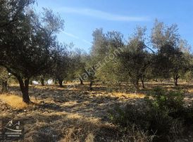 Soma Beyce Köyünde Satılık Fırsat Zeytinlik