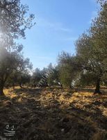 Soma Beyce Köyünde Satılık Fırsat Zeytinlik