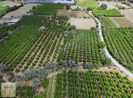 Antika Gayrimekulden Bademlide Satılık İncir Bahçesi