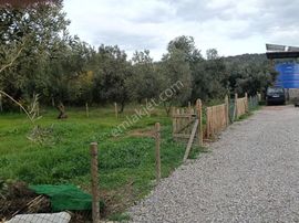 Edremit Zeytinli De Hobi Bahçesi.[acil
