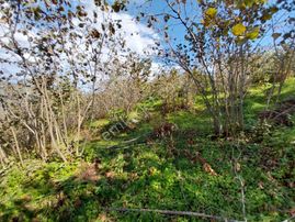 İzyap'tan Perşembe Beyli'de Satılık Müstakil Fındık Bahçesi