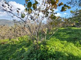 İzyap'tan Perşembe Beyli'de Satılık Müstakil Fındık Bahçesi