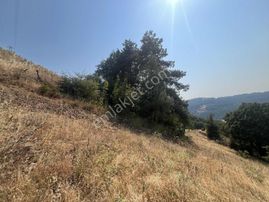 Dağyenice'de Satılık 556 M2 Tektapu Tarla