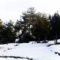 Kar Emlaktan Yeni Konacık Kırıntı Mevkiinde 725 M2 Arsa