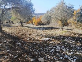 Saruhanlı Sarısığırlı'da Satılık Tek Tapu Zeytinlik