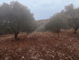 Saruhanlı Sarısığırlı'da Satılık Tek Tapu Zeytinlik