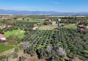 Burhaniye Örende İmar Planı İçerisinde Asfalta Cephe 8.377 Metrekare Tarla