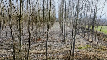 Yön Group'tan Kabakulak'ta Satılık Kavaklık