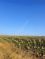 Acil Satılık Tarla Saray Göçerlerde Hızlı Tren Hattına Cephe