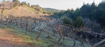 Ahmetli Alahıdır'da//7209m2 Tektapu/içinde Doğalgöleti Olan Bağ