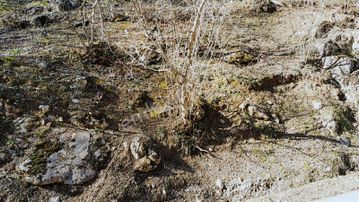 Yön Grouptan Satılık Fındık Bahçesi