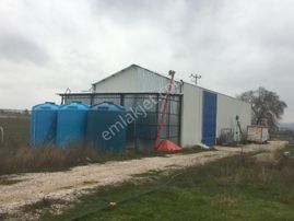 Balıkesir Altıeylül Pamukçu'da 24 Dönüm Ruhsatlı Çiftlik