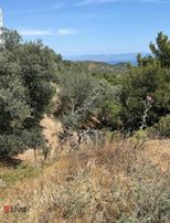 Rw Liva'dan Edremit Kavlaklarda Satılık 4.824 M² Zeytinlik