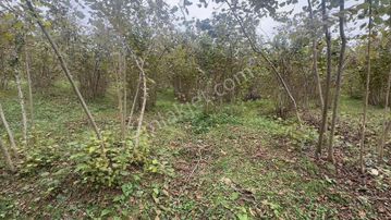 Vızyon'dan Yıldızlı 7000 Yada 14000 M2 Satılık Bahçe