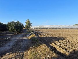 Antalya Manavgat Bereket Mahallesi Satılık Tek Tapu Tarla