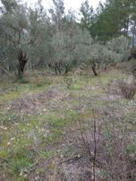 Stop’tan Dalaman Karacağaç *465 M2 Satılık Tarla*