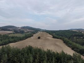 Yüreğir Çelemli'de Satılık Tek Tapu Tarla