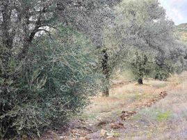 Mılas Ağaçlıhüyük'te Satılık Çıftlık Arazısı