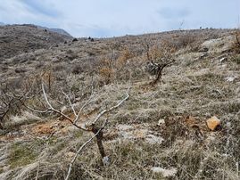 Coldwell Banker'den Tek Tapu (13.528m2) Satılık Fıstık Bahçesi