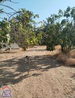 Ada Royal Den Etrafı Çevrili 70 Dönüme Yakın Yolu Mevcut Bahçe