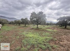 Bayındır Furunlu Yolu Üzeri Zeytinlik