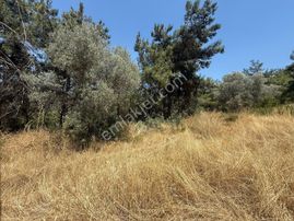 Buca Batı Çıkışına 800 M. Mesafede Ormanın İçinde 1678 M² Tarla