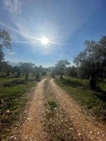 Torbalı Çapak Mahallesi'nde Satılık Bağ Ve Zeytinlik Tarla