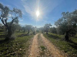 Torbalı Çapak Mahallesi'nde Satılık Bağ Ve Zeytinlik Tarla