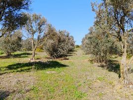 Bursa Yenişehir Dereköyde Acil Satılık Zeytin Bahçesi