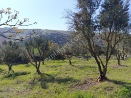 Bursa Yenişehir Dereköyde Acil Satılık Zeytin Bahçesi