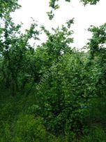 Tarcanlar'dan İzmit Kurtdere Mah 1.166 M² Satılık Fındık Tarlası