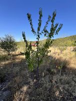 Ekin Group'tan Eldivanda Yapı İzni Bulunan Elektrk,su Olan Bahçe