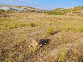 Karaöz Mahallesinde Satılık Tek Tapu Tarla