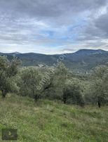 Sancaktan Şok Fiyata Satılık Zeytinlik