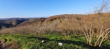 Köy Merkezine Yakın Verimli Satılık Fındık Bahçesi
